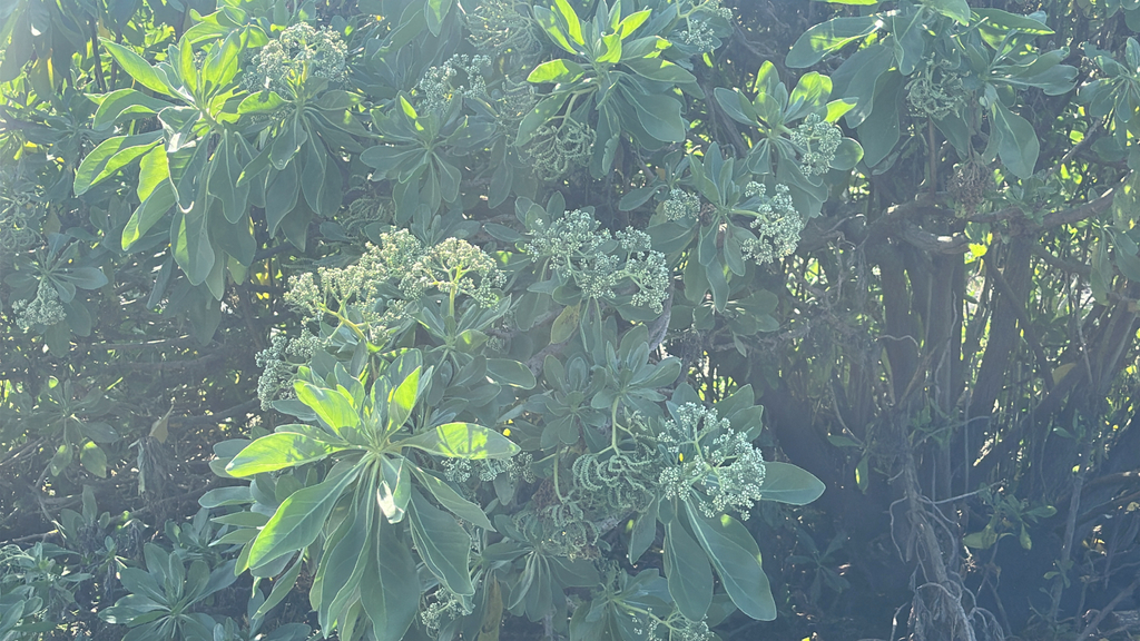Bạc biển – Heliotropium velutinum