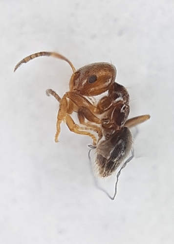 Brachymyrmex cordemoyi