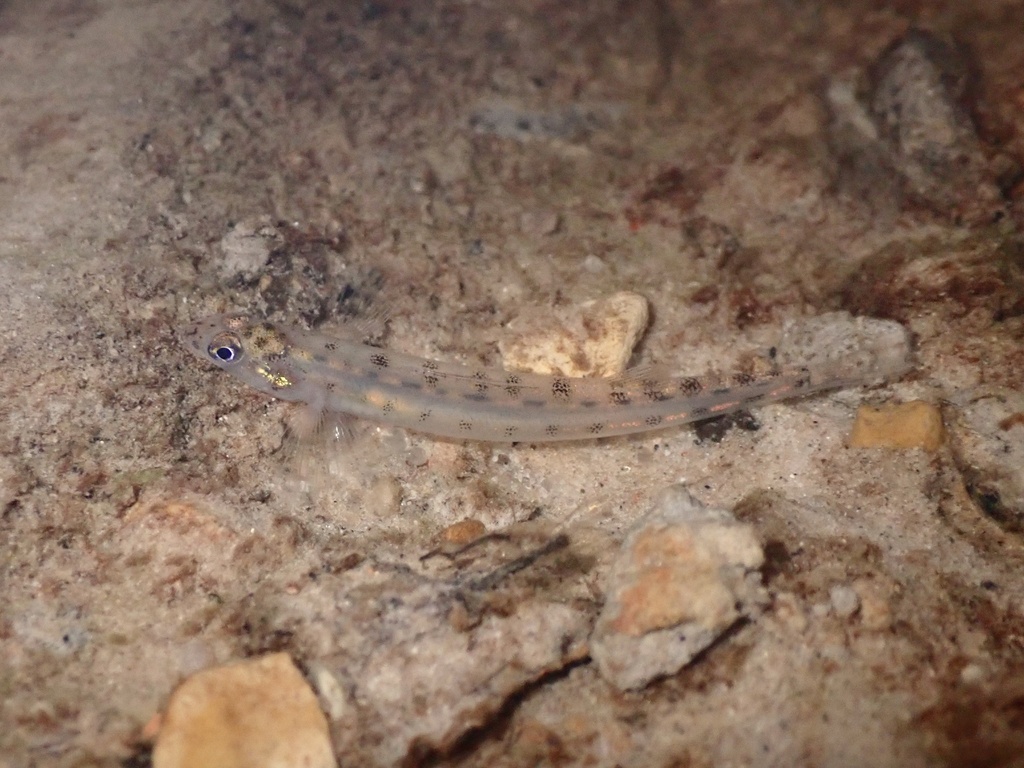 Scaly sand darter (Ammocrypta vivax) — Percidae