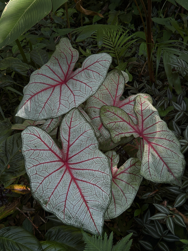 Caladium bicolor observed 2025-12-10