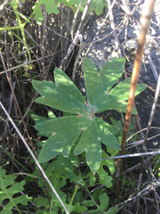 Delphinium cardinale