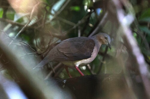 Grey-headed Dove (Leptotila plumbeiceps)
