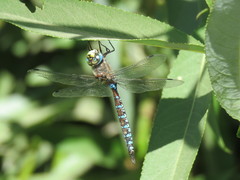 Rhionaeschna diffinis