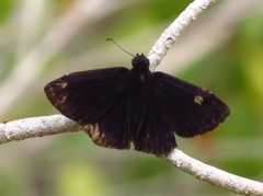 Ephyriades arcas