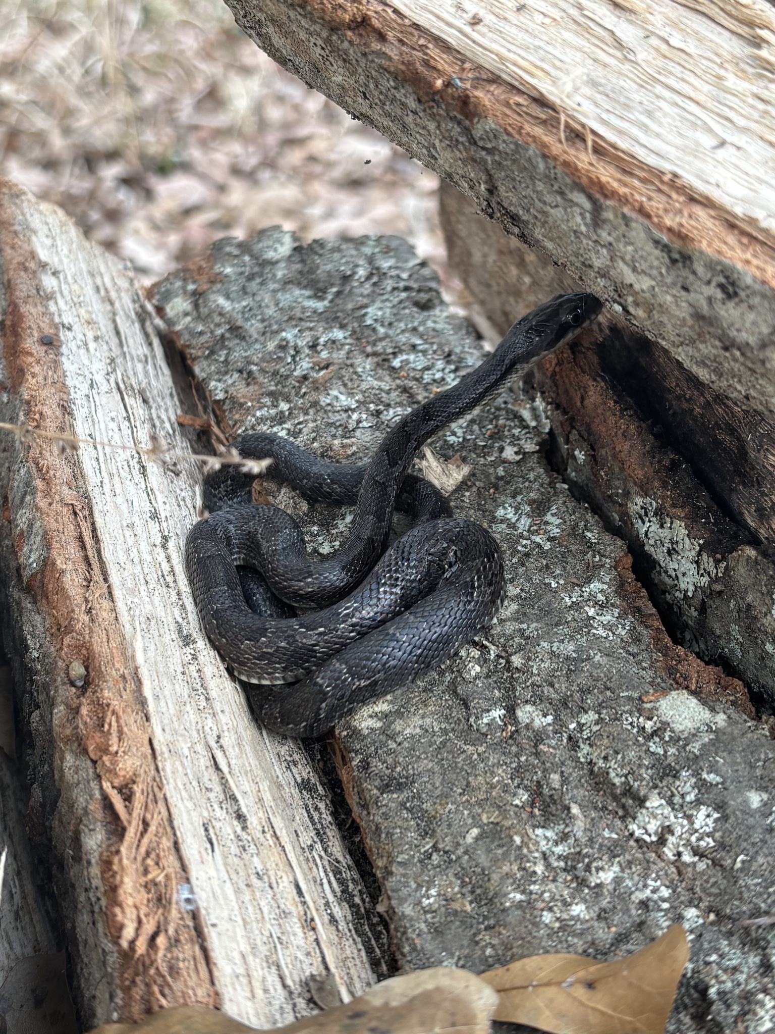 Western Ratsnake in Austin, TX - Slide 3