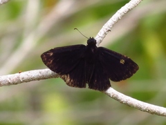 Ephyriades arcas