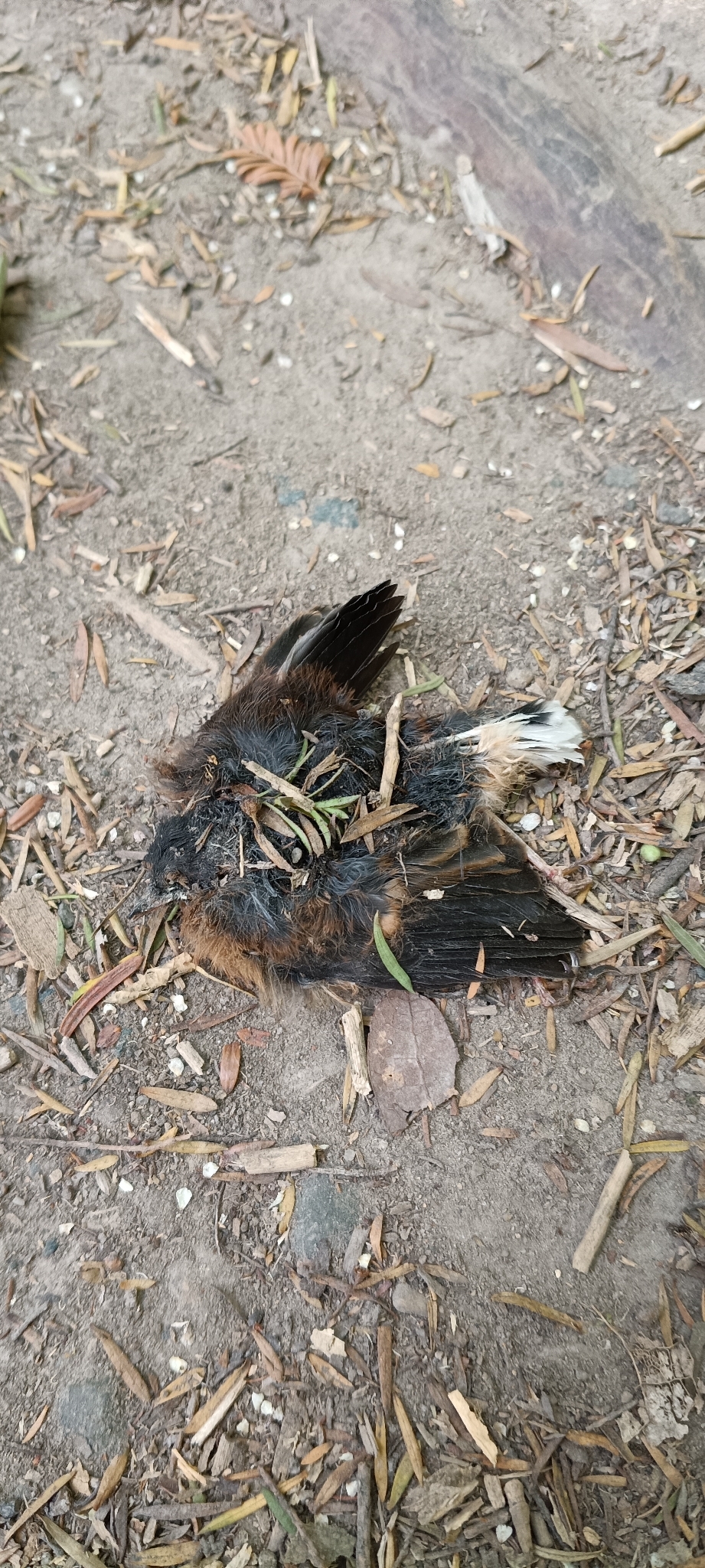 New Zealand Fantail (Rhipidura fuliginosa), photo 2