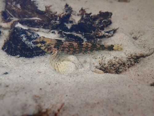 Harlequin darter (Etheostoma histrio) — Percidae