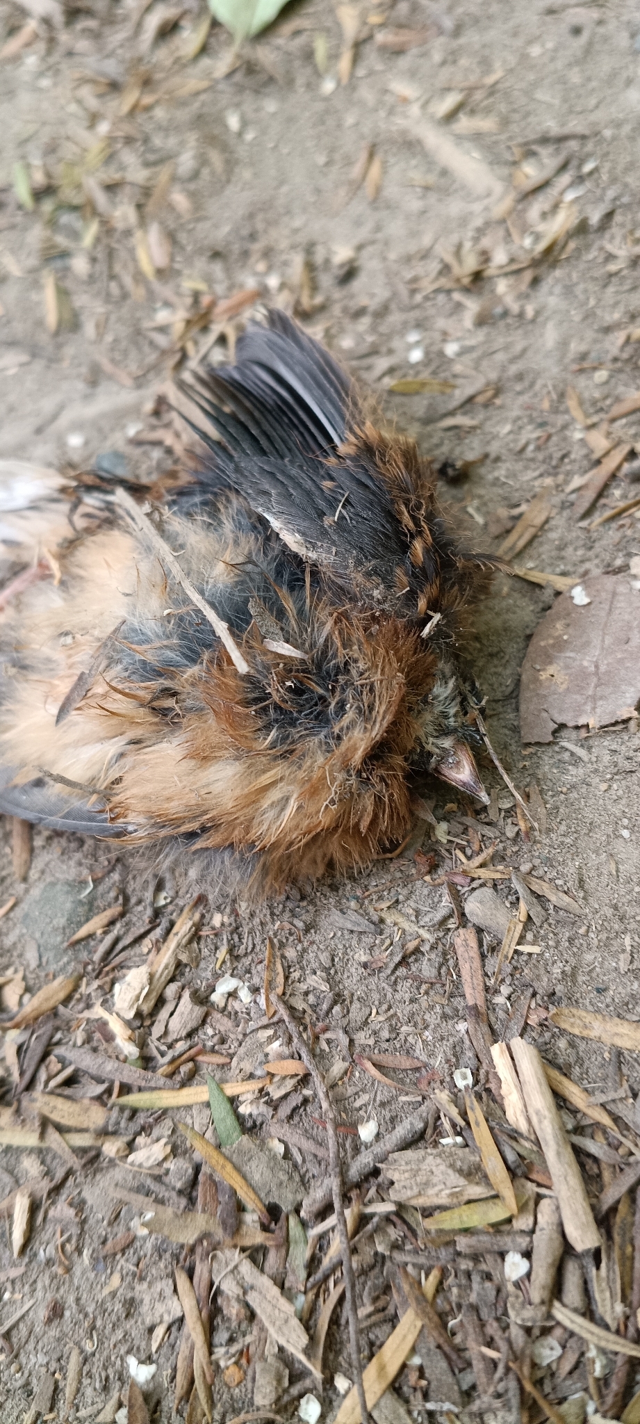 New Zealand Fantail (Rhipidura fuliginosa), photo 3