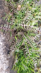 Planodes virginicum