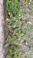 Planodes virginicum