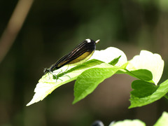 Calopteryx