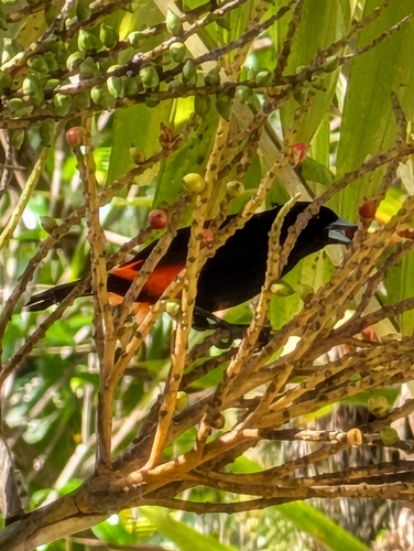 Scarlet-rumped Tanager (Ramphocelus passerinii)