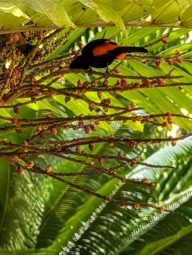 Scarlet-rumped Tanager (Ramphocelus passerinii), photo 2