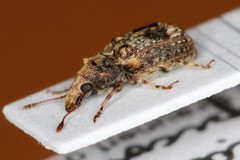 Enedreytes sepicola