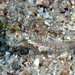 Hookcheek Dwarfgoby - Photo (c) craigjhowe, some rights reserved (CC BY-NC)