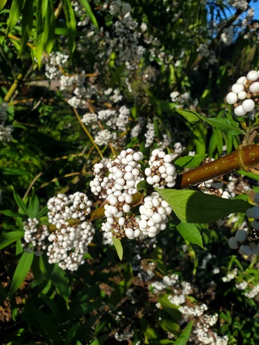 Callicarpa longissima iNat (2)