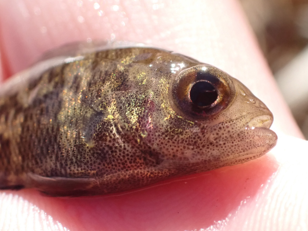 Rock bass (Ambloplites rupestris) — Centrarchidae
