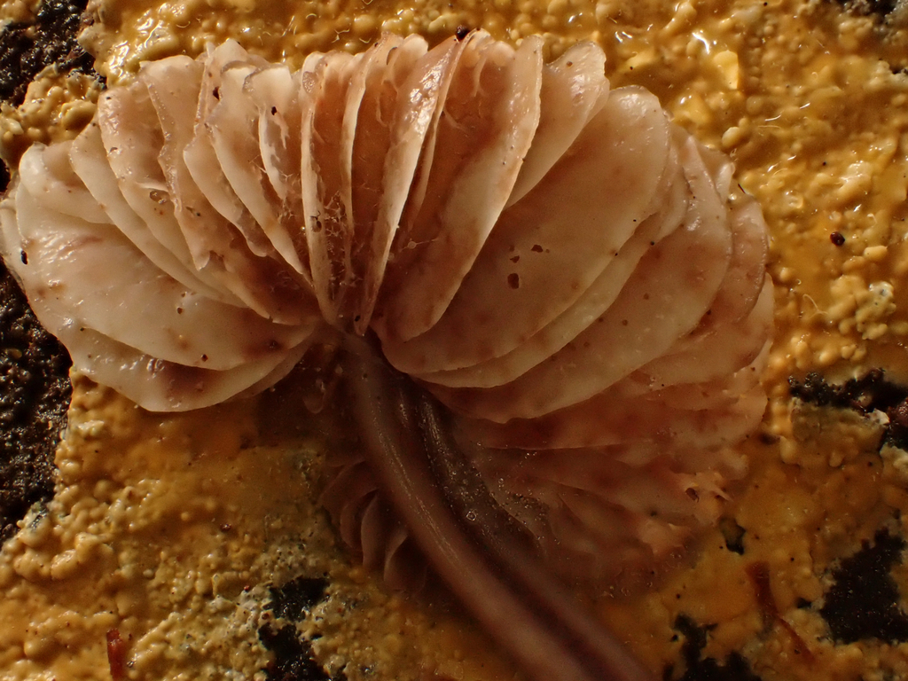 Mycena maculata