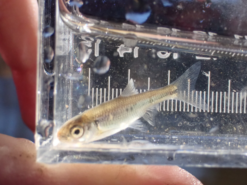 White shiner (Luxilus albeolus) — Cyprinidae