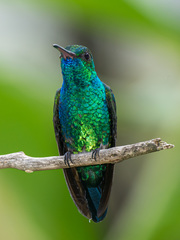 Chlorostilbon mellisugus