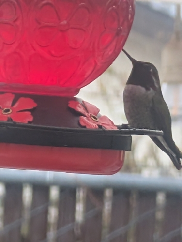 Anna's Hummingbird (Calypte anna), photo 4