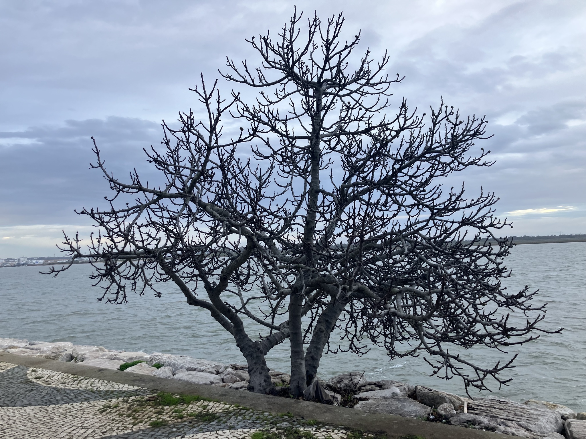 Beispielbild: Feige (Ficus carica)