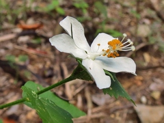 Hibiscus phoeniceus