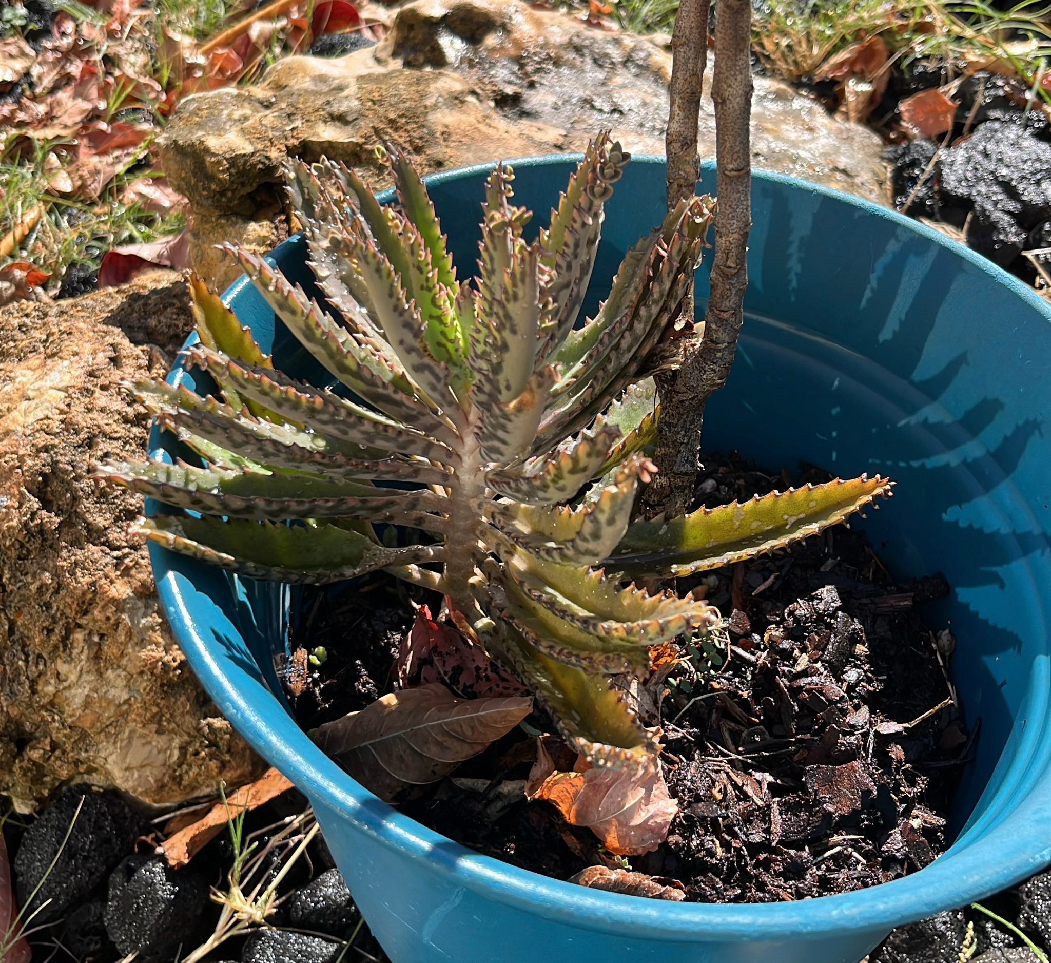 Mother of thousands