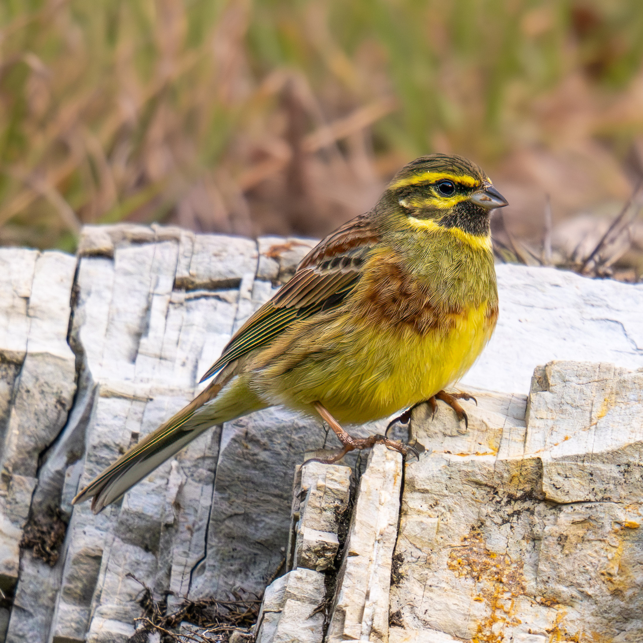 Cirl Bunting (Emberiza cirlus)