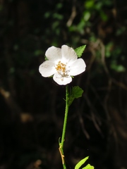 Hibiscus phoeniceus