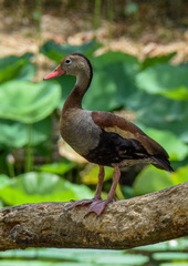 Dendrocygna autumnalis