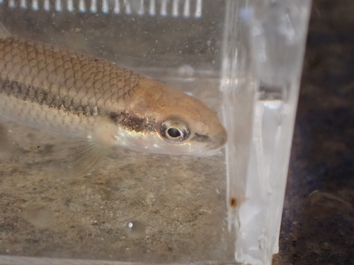 Bluehead chub (Nocomis leptocephalus) — Cyprinidae