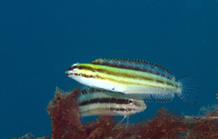 Petroscirtes breviceps