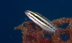Petroscirtes breviceps
