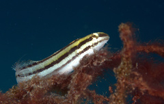 Petroscirtes breviceps