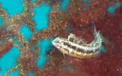 Petroscirtes breviceps