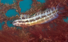 Petroscirtes breviceps