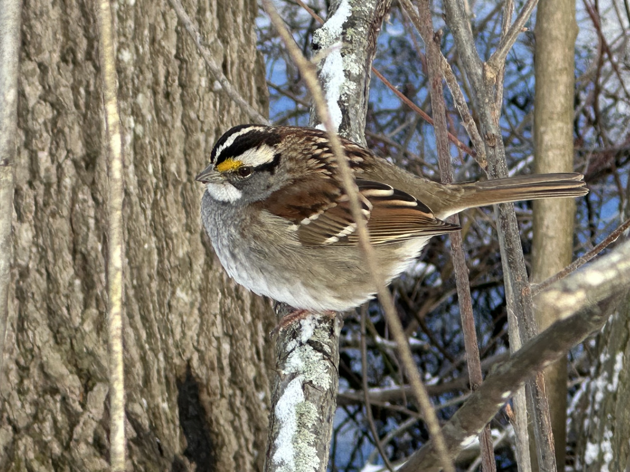 White-throated Sparrow (Zonotrichia albicollis), photo 3