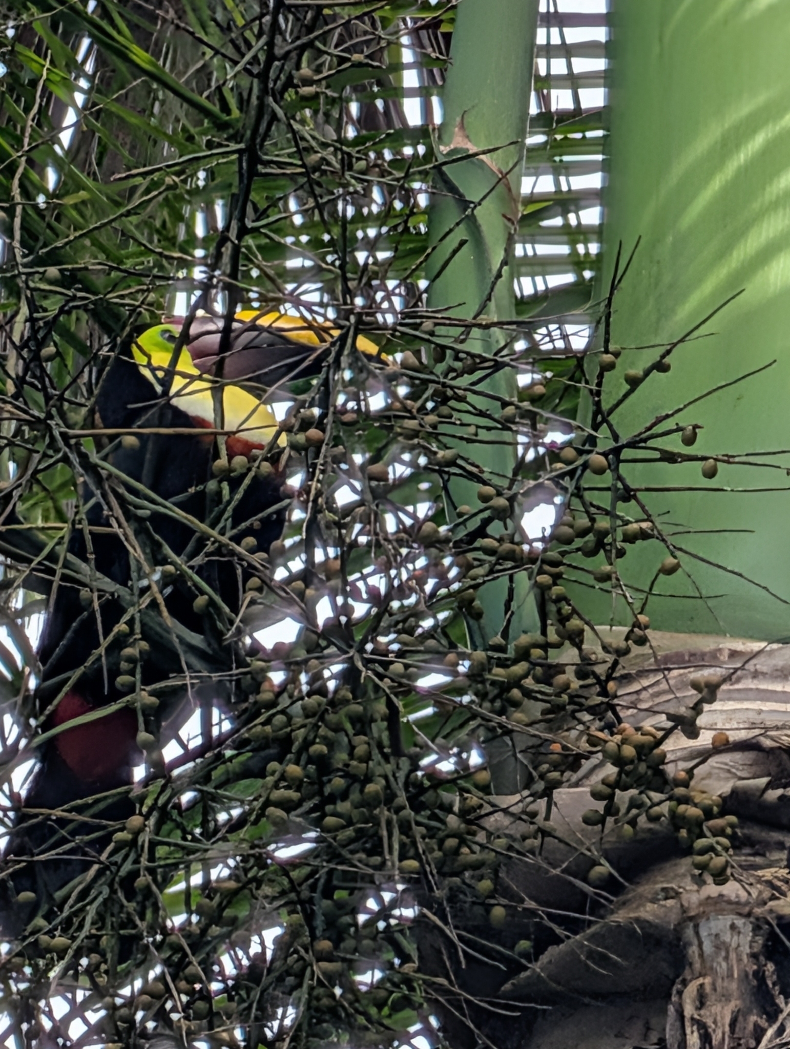 Yellow-throated Toucan (Ramphastos ambiguus), photo 2