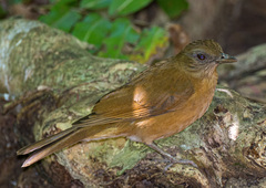 Cocoa Thrush photo 2