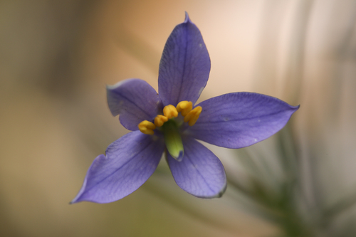 Hand Flower (Cheiranthera alternifolia)