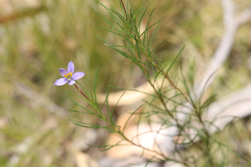 Cheiranthera alternifolia, photograph 3