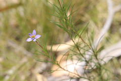 Cheiranthera alternifolia, photograph author not stated, no rights reserved