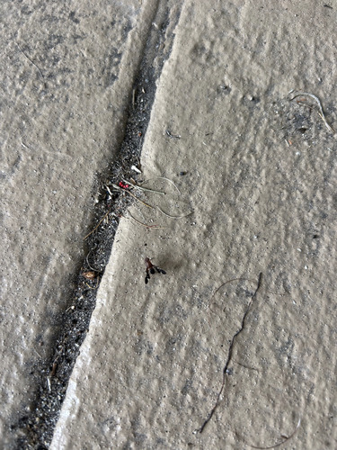 Unknown species found near Palm Valley, FL 32082, USA