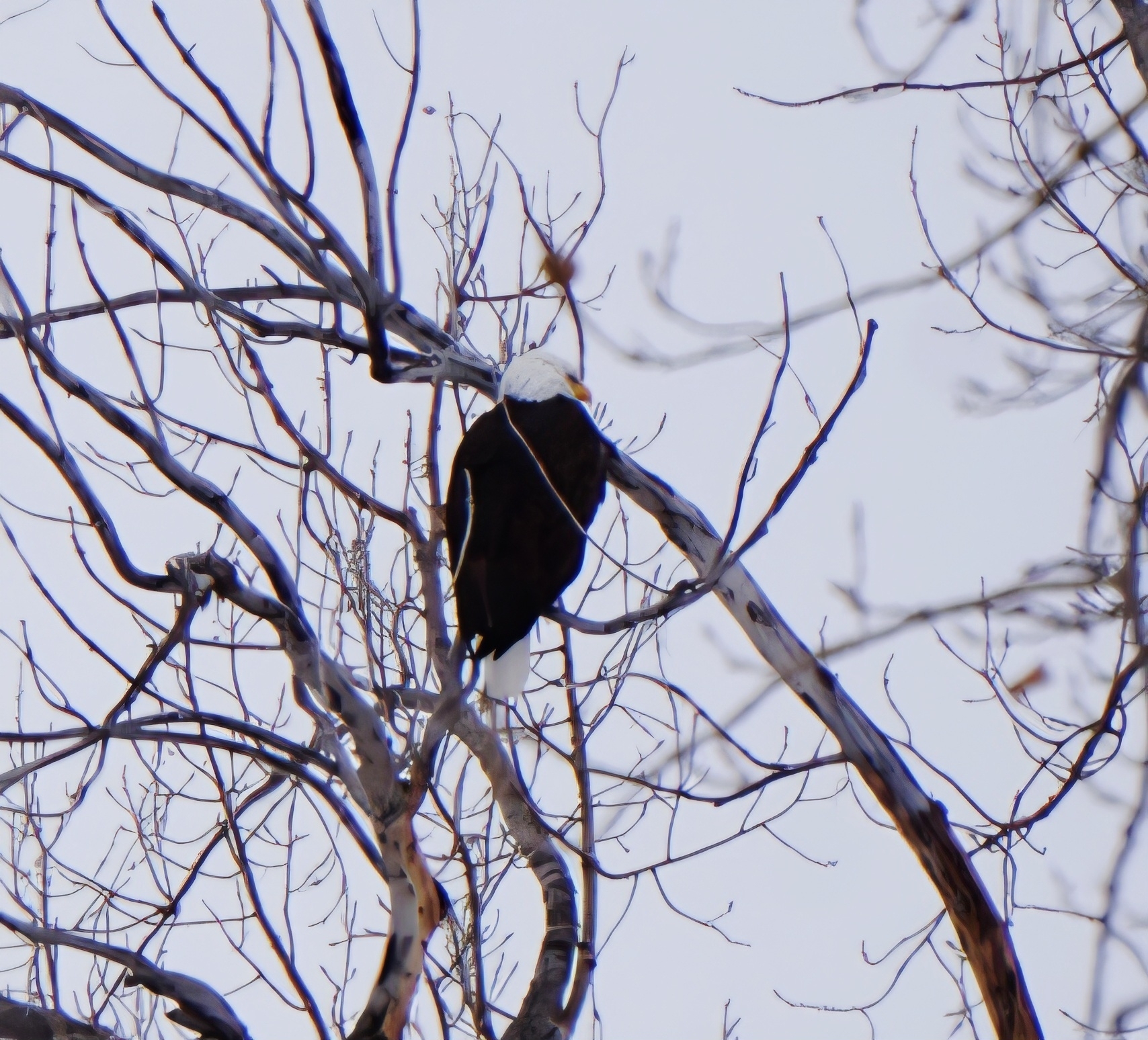 Haliaeetus leucocephalus (Linnaeus, 1766)