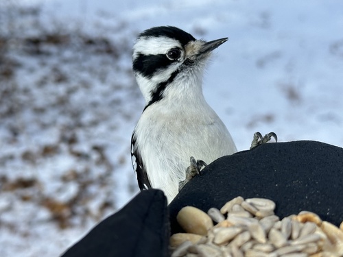 Downy Woodpecker (Dryobates pubescens), photo 2