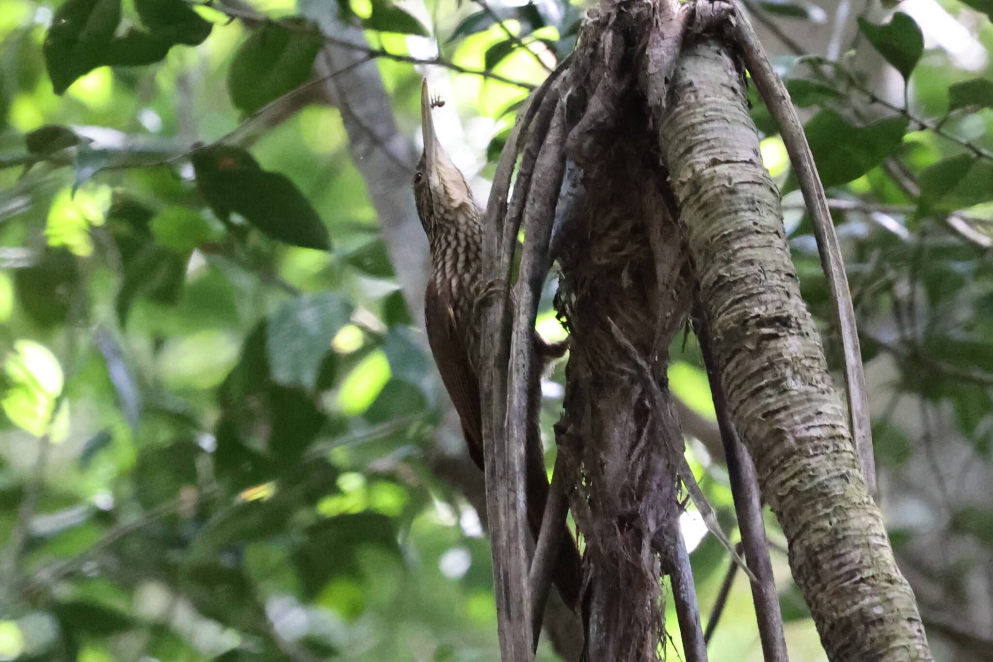 Ivory-billed Woodcreeper (Xiphorhynchus flavigaster), photo 8