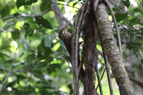Ivory-billed Woodcreeper (Xiphorhynchus flavigaster), photo 10
