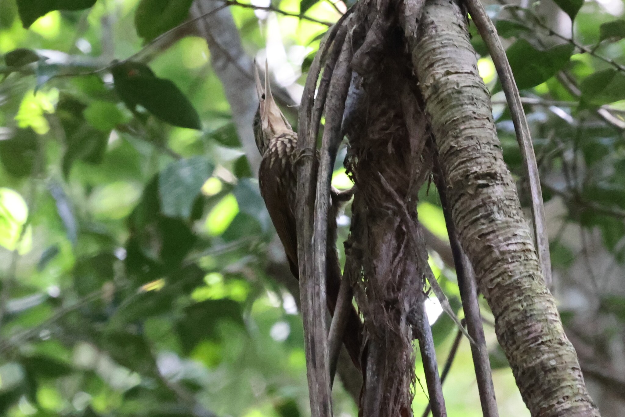 Ivory-billed Woodcreeper (Xiphorhynchus flavigaster), photo 10